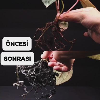 Botana | Besleyicili Bitki Toprağı
